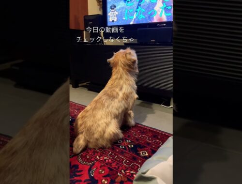 【テレビ見てるの】#shorts #norfolkterrier #dog #ノーフォークテリア #terrier #cute #テレビ