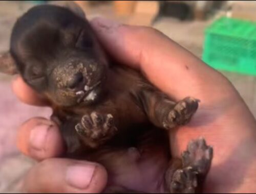 The newborn puppy, abandoned and barely alive, was brought by me and finally rescued.