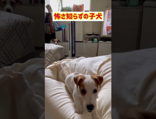 子犬の飛び方💦ジャックラッセルテリアのひまわり&つばき【ひまチャンネル】