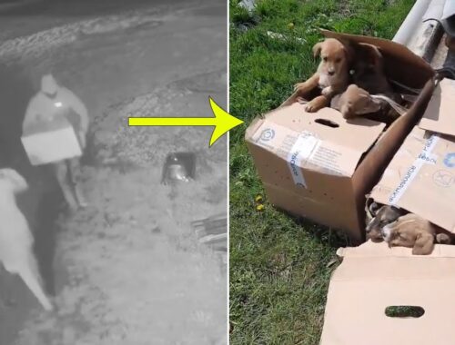 The Couple Threw 15 Puppies Like Garbage in Front of The Shelter, They Were Crying in Fear & Hunger