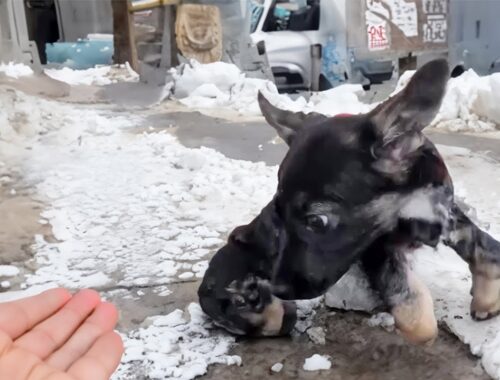 Crippled puppy crawls in the snow after separating from his mom, he's bewildered