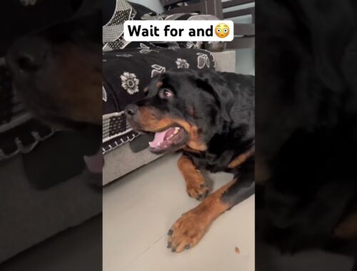 Why is Bruzzo getting angry😳 #rottweilerthebruzzo9212 #rottweiler #dog #viral #shorts