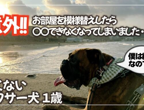 日本一繊細なボクサー犬はこちらです【えっ！そんなこと気になるの？？】