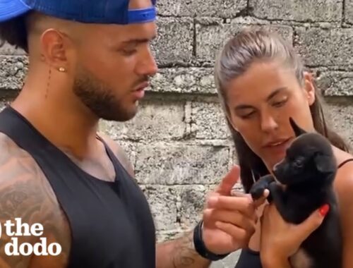 Couple Finds Puppy Living In A Hole | The Dodo
