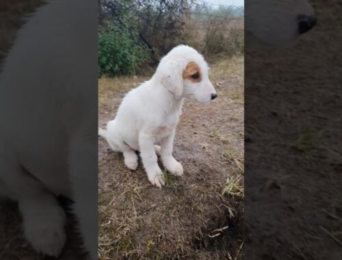 Poor Abandoned Puppy Waited For Help At Roadside-Lonely And Exhausted