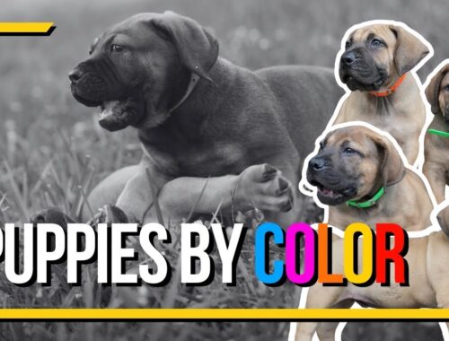 Boerboel Puppies Flaunting Gorgeous Collars!