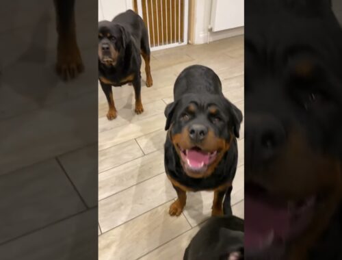 The Rottweiler puppy Is LiKe  I’m here Momma 🐾🤣 🥰 #Shorts #rottweiler