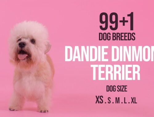 Dandie Dinmont Terrier / 99+1 Dog Breeds