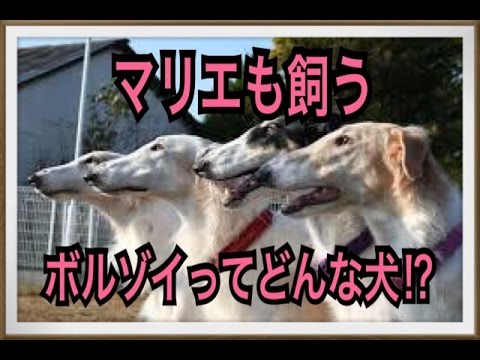 【マリエのペット】ボルゾイってどんな犬!?
