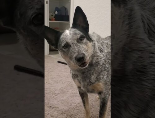 I think my dog is mad at me-Luna the Australian Cattle Dog