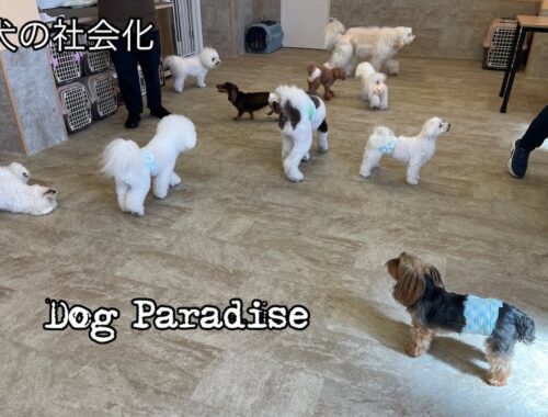 【犬の社会化と犬の保育園】犬の楽園ドッグリーニョの１日 Dog daycare and dog paradise in Japan dogs and puppy 20230825