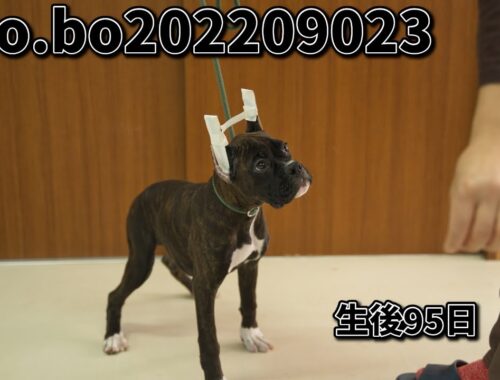 ボクサー犬の子犬販売 No.bo202209023 静岡県浜松市のブリーダー 2022年9月2日生 12月6日現在