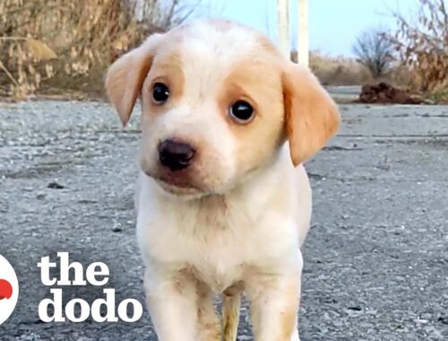 Puppy Found With Garbage Wouldn't Stop Shaking | The Dodo