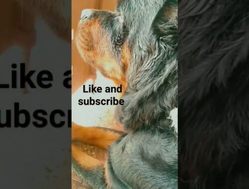 Rottweiler dog🐕 #shorts #youtubefeed #youtubeshorts  #youtube #dog #rottweiler