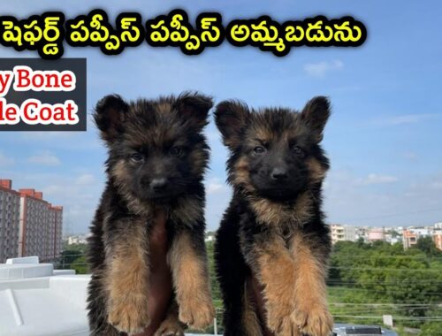 top quality German Shepherd Puppies for sale in telugu / 93980 46736 /aj pets