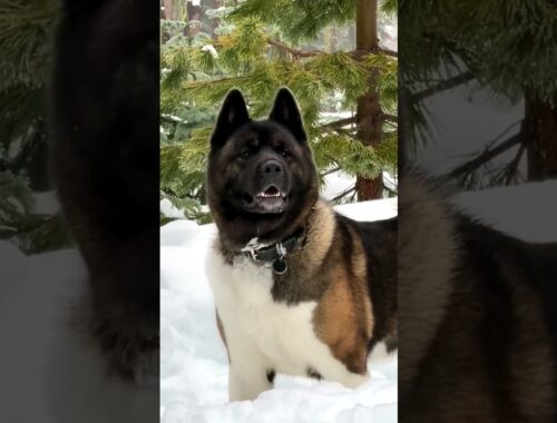 🛡️ Não Subestime Estes 5 Cães de Guarda  Eles São Poderosos e Perigosos! #shorts