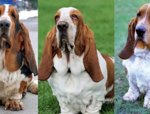 Basset hound | Funny and Cute dog video compilation in 2023.