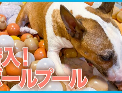 ［ブルテリア］Miniature Bull Terrier  潜入！ボールプール Infiltrate! ball pool.
