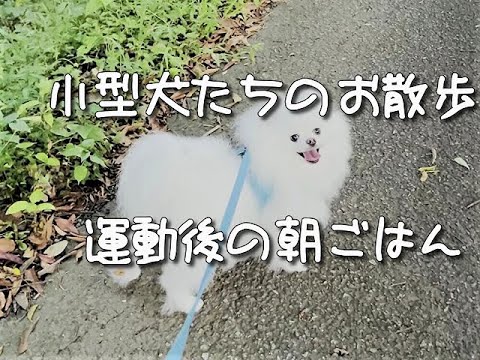 小型犬たち(白ポメ＆狆)のお散歩、運動後の朝ごはん(シェパ・ポメ・狆)