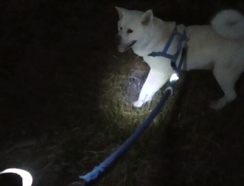 【秋田犬ゆうき】夜のお散歩も安心して歩けるように通販で明るい懐中電灯を購入しました【akita dog】