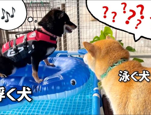 泳ぐ柴犬は浮く柴犬がどうなっていのるか不思議ですw