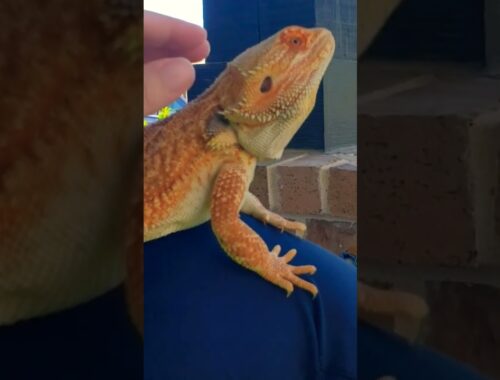 Bond with your Breaded Dragon by taking them outside in nature & pet them often! #beardie #reptiles