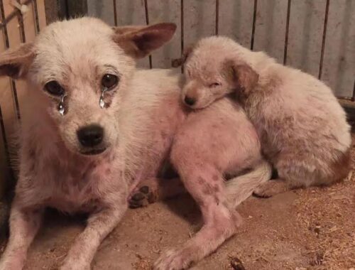 Abandoned mom dog and puppy rescued from the road in severe condition, love each other for survived