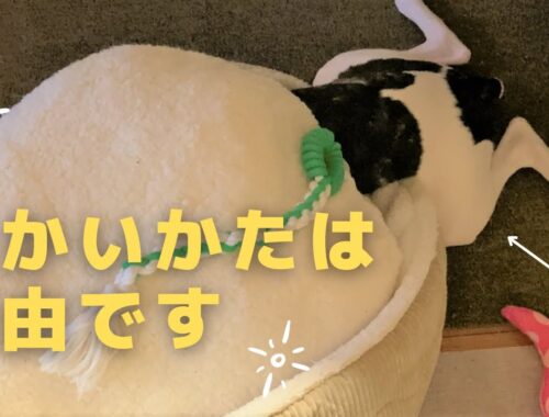 【ウィペット子犬】ベッドの自由な使い方