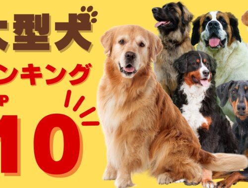 初心者必見！飼いやすい大型犬TOP10をご紹介！