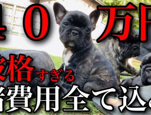 【激安】日本一のフレンチブルドッグの子犬を限界まで安くしてみた