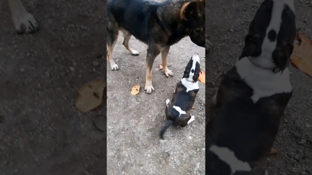 Esse Pastor grandão tá pensando que eu estou com medo? Vem com tudo que eu sou uma Bull Terrier 🤣🤣🤣