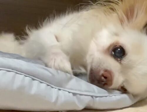 【vlog】寝返りの姿が可愛い犬｜ロングコートチワワ 京介【2023/08/27】