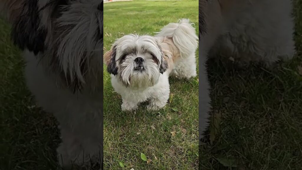 🐶 Before vs After Grooming (SHIH TZU Edition) 😍 🐶 Before vs After Grooming (SHIH TZU Edition) 😍