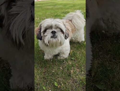 🐶 Before vs After Grooming (SHIH TZU  Edition) 😍