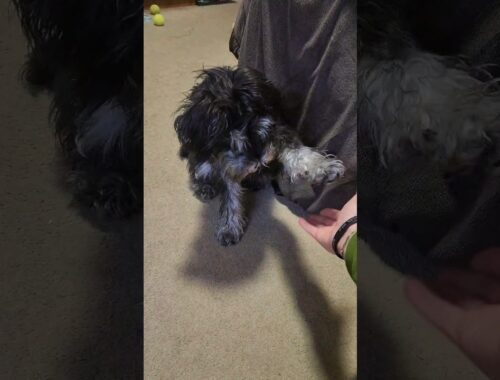 Miniature Schnauzer Don't give up on me
