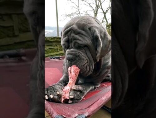 5 Bravest Dogs That Will Face Even Wild Beasts🥵🔥#dogs  #neapolitanmastiff #shortsfeed