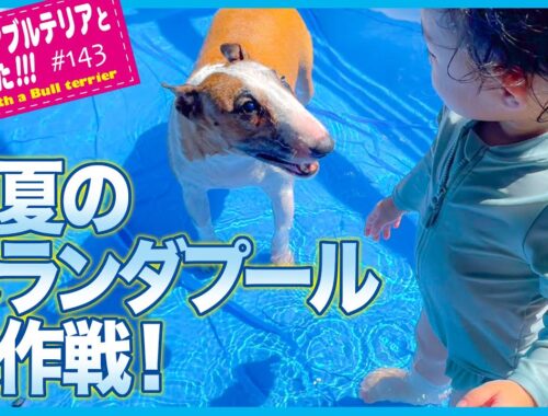［ブルテリア］Miniature Bull Terrier  ベランダプール　Midsummer Veranda Pool Battle!