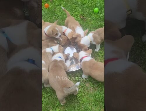 Cardigan Welsh Corgi Puppies Indulging in Delicious Snacks