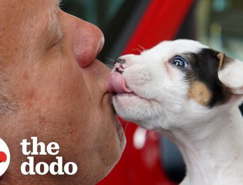 Brave Puppy Rescued By Firefighters | The Dodo