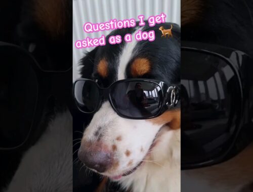 Questions I get asked as a dog 🐕 #shorts #dogs #funnydogs #bernese #dog video