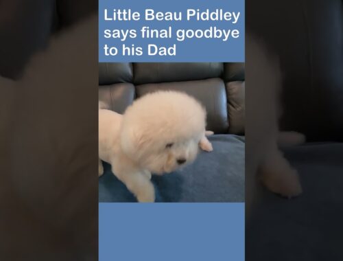 Little Bichon Frise Puppy Says Final Goodbye To His Dad ❤️ 🐾  #bichonfrise #cuteanimals #shorts
