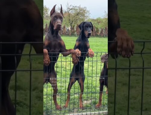 Aggressive Dobarman Dog Family 🥵 || Doberman Dog Guard Our Territory 😱🔥 #shorts
