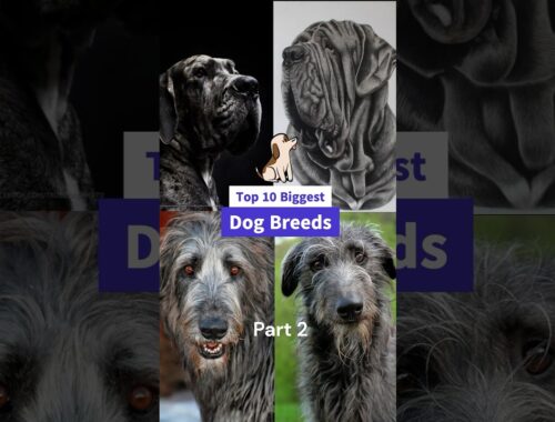 Biggest Dog Breeds 🦴🦴Part 2 #top #short