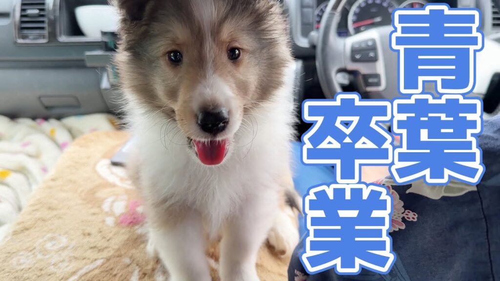 【シェルティ】青葉卒業🌸【おめでとう】 【シェルティ】青葉卒業🌸【おめでとう】
