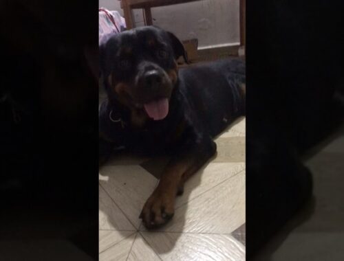 Handsome Hunk American #rottweiler #trending #dog #viralvideo #pets