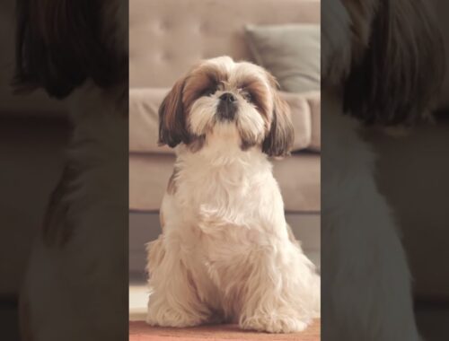 A small dog breed often said to be relatively easy for beginners to raise. #shorts #shihtzu