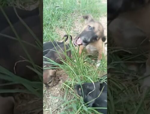 rescue poor puppy Daily #Shorts #  3