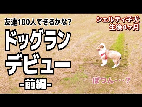 【ドッグランデビュー】生後４ヶ月シェルティ子犬 初めてのドッグラン【前編】