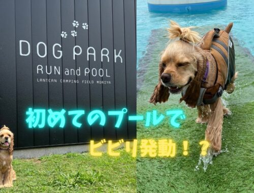 【茨城県】Lantern Dog Park 大きいプールにビビりまくりのロイ #アメリカンコッカースパニエル