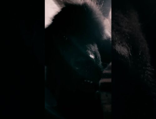 呪われたハウス🏠 超大型犬 ニューファンドランド ボス君 ホラー映像 ドッキリ 犬好き 大型犬 グレートデン 保護猫 キジトラ サバトラ 多頭飼育 動物好き 渡辺ボス